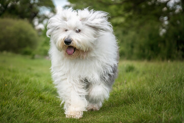 Old English Sheepdog running towards the camera in a field