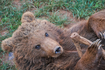 Beautiful closeup of a brown bear cub looking at the camera lying on the grass in the natural park of Cabarceno, Cantabria, Spain
