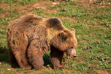 Plakat Beautiful side portrait of a brown bear walking through the grass in the natural park of Cabarceno, Cantabria, Spain