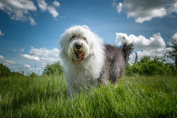 Old English Sheepdog standing in the grass close up with blue and cloud sky