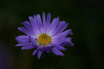 Fototapeta premium Michaelmas Daisy