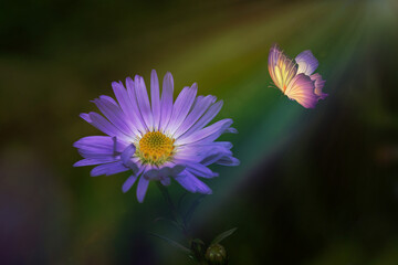 Michaelmas Daisy and a Butterfly