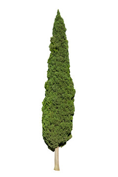Photo of a cypress tree isolated on transparent  background, png file