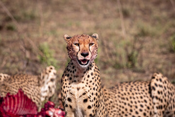 Cheeta's after hunting down a Zebra. Eating Cheetah. 