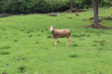 VIDA NO CAMPO