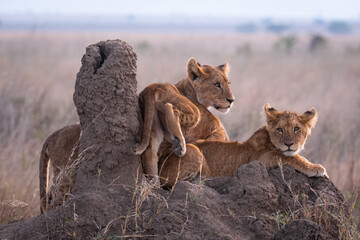Lion cubs in Tanzania National park. Africa lions