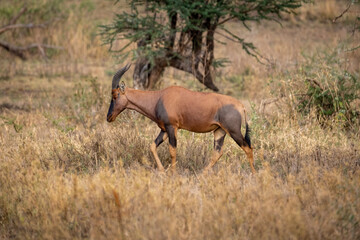 Large african antelope (Damaliscus lunatus) walking in dry savanna, Tanzania, Africa