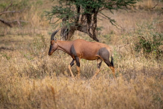 Large african antelope (Damaliscus lunatus) walking in dry savanna, Tanzania, Africa