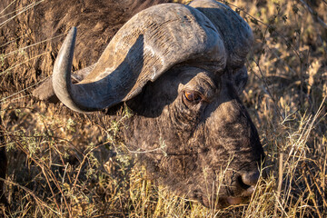 Portrait of a Buffalo in Tanzania serengeti national park. Wildlife