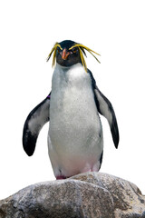 Northern Rockhopper penguin. Funny close up animal portrait isolated on transparent background, png...
