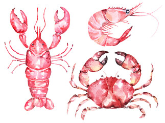 Fresh sea food.Lobster,Shrimp, crab and shellfish hand drawn illustration in watercolor style isolated on a white background.sea creatures.
