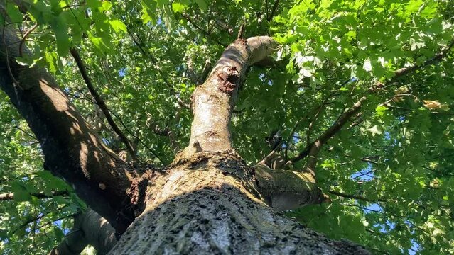 Underneath looking up into maple tree on windy day