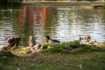 mallard ducks standing on the banks of the lake in a gorgeous autumn landscape at Lincoln Park with a lake surrounded by lush green palm trees and plants in Los Angeles USA