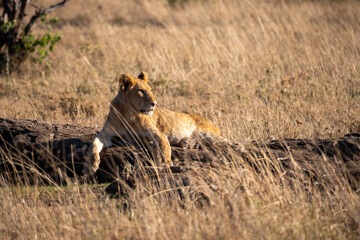 Lion cubs in Tanzania National park. Africa lions