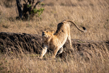 Lion cubs in Tanzania National park. Africa lions