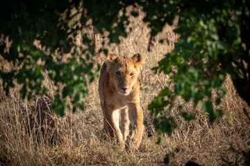 Lion cubs in Tanzania National park. Africa lions