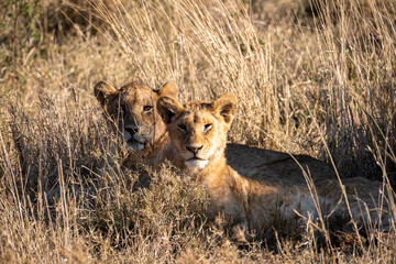 Naklejka na ściany i meble Lioness walking in National park Tanzania. Predator hunting. 