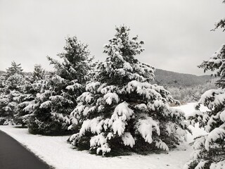 snow covered trees