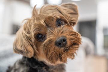 Cute little Yorkshire Terrier puppy dog looking at camera with tilted head. Close-up. 