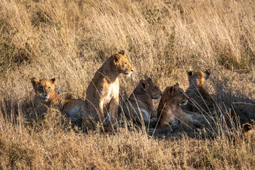Lion cubs in Tanzania National park. Africa lions