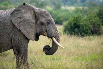 Detail of an African Elephant in the Wild. National park Tanzania. 