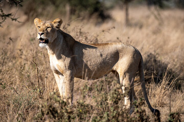 Lioness walking in National park Tanzania. Predator hunting. 