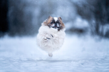Pies rasy pekińczyk biegnie w śniegu