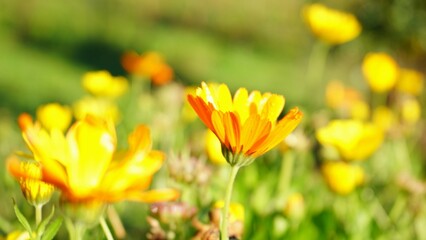Marigold flowers in the morning sun