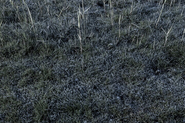ground frost has settled on this grass outside as the undeniable signs of winter bring change to the environment