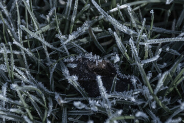 ground frost has settled on this leaf surrounded by grass outside as the undeniable signs of winter bring change to the environment