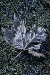 ground frost has settled on this maple leaf lying on the grass outside as the undeniable signs of winter bring change to the environment