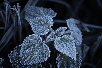  ground frost has settled on these nettle leaves in the wild outside as the undeniable signs of winter bring change to the environment - 553262743