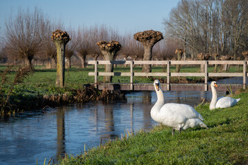 swans sit on the bank of a canal unable to swim in the water due to it being frozen in winter time. 