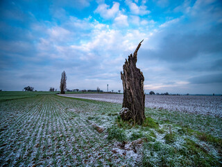 Baumstumpf im Feld