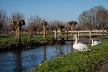 swans sit on the bank of a canal unable to swim in the water due to it being frozen in winter time. 