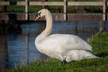 Obraz premium A swan sits on the bank of a canal unable to swim in the water due to it being frozen in winter time. 