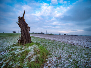 Baumstumpf im Feld