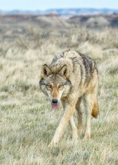 Obraz na płótnie Canvas Timber wolf glaring at photographer