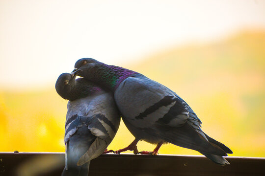 Couple Pegions Kissing On Rod Infront Of Mountain