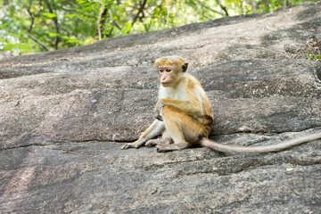 Sri Lanka