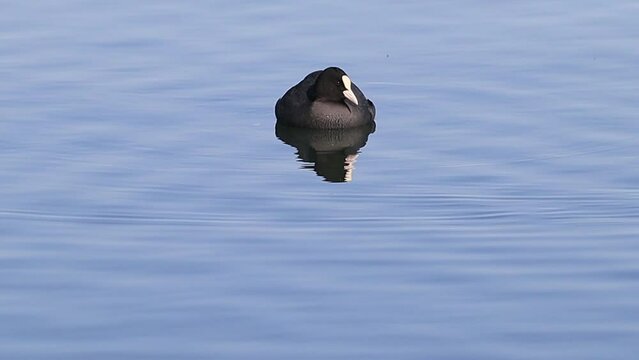 Eurasian coot grooming in the canal. The Eurasian coot is also known as the common coot.