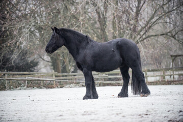 Frosty field with ponies