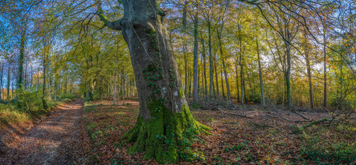A tree leans over a sunlit autumn path in West Sussex, UK