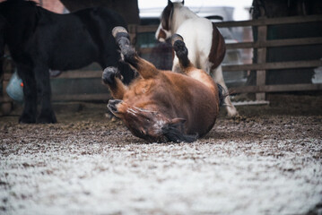 Ponies and horses turned out in a field in frosty cold weather