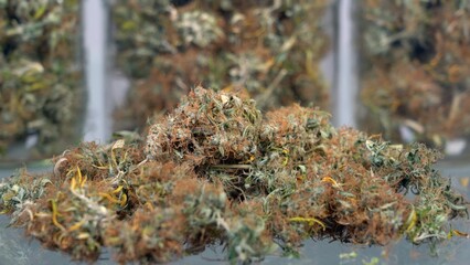 Indoor home cultivation of marijuana weed CBD and THC - glass jars for drying flowers - legal substances for the care of the sick people and illegal drugs for millennial  - legalization proposal