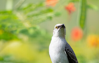 Portrait of a gray Tropical Mockingbird with foliage blurred in the background on a sunny day.