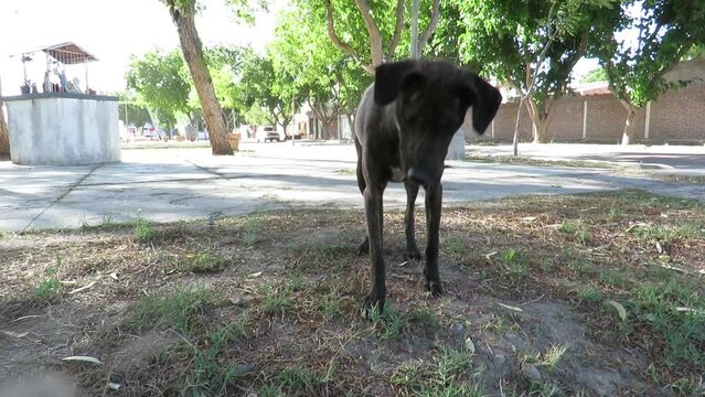 Perrito jugando con pelota 2