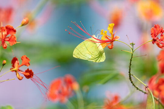 Colorful photo of a yellow butterfly drinking nectar from a tropical flower in sunlight.