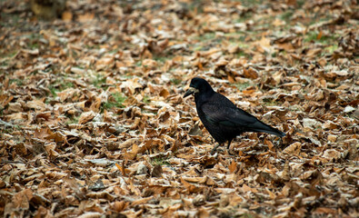 Black crow in the urban environment.