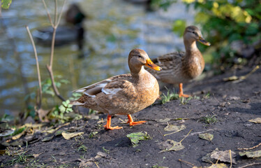 Wild duck in natural nature.